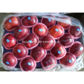 red delicious Huaniu apple for sale